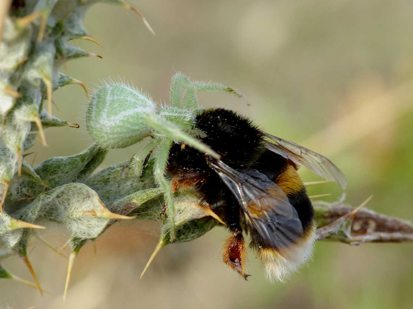 Heriaeus sp. che preda Bombus sp. - S. Teresa G. (OT)
